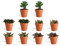 DutchLeafs Sedum Mix 10 Stück Verschiedene Mini-Sukkulenten im Ø 7 cm Terrakotta Blumentopf - Crassulaceae Mauerpfeffer Fetthennen Sukkulent Kleine Pflanzen Sammlung Pflegeleicht - Höhe 8-15 cm