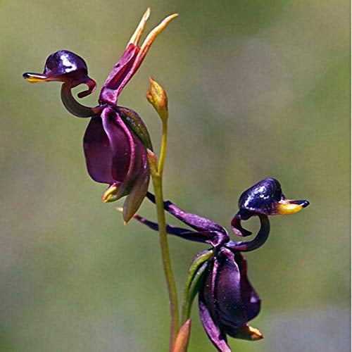Vista 50 pcsFlying Ente Orchidee Samen Seltene Schwarze Orchidee Blume Hausgarten Schöne Blumensamen Bonsai Pflanze DIY