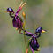 Vista 50 pcsFlying Ente Orchidee Samen Seltene Schwarze Orchidee Blume Hausgarten Schöne Blumensamen Bonsai Pflanze DIY