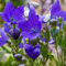 150 Semi di Campanuli a fiore grande (Platycodon grandiflorus azul) Campana cinese