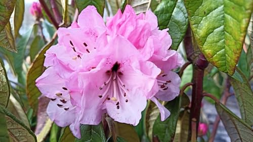 Rhododendron denudatum - Wild Rhododendron - 70-80cm