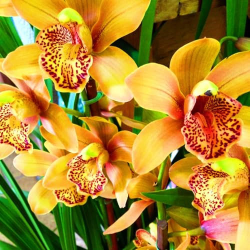 Cymbidium Pflanzen Cymbidium Orchidee Pflanze Phalaenopsis Orchideen Winterhart Zwiebeln Pflanzen In Top QualitäT Blumenzwiebeln MehrjäHrig Winterhart-3bulbs-H