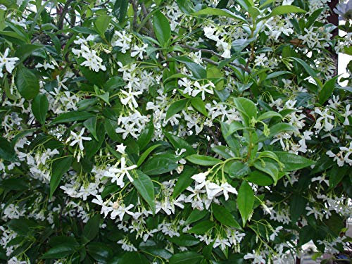 Jasmin Étoilé Jasminoïdes Godet