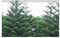 Stk - 5x Araucaria heterophylla Zimmertanne Garten Pflanzen - Samen A413 - Seeds & Plants Shop by Ipsa