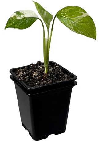 Rhaphidophora foraminifera albo variegata – seltene Zimmerpflanze mit Panaschierung | Kletterpflanze für Moosstab, Rankstab & Indoor Jungle | exklusive Sammler-Pflanze für Wohnräume