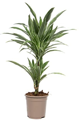 Dracaena deremensis 'White Stripe', Drachenbaum, echte Zimmerpflanze grün, 17cm Topfdurchmesser, Höhe ca. 60cm, 1 Pflanze