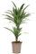 Dracaena deremensis 'White Stripe', Drachenbaum, echte Zimmerpflanze grün, 17cm Topfdurchmesser, Höhe ca. 60cm, 1 Pflanze