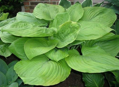 5 Semillas de Hosta Suma y hojas de Sustancias enorme