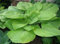 5 Semillas de Hosta Suma y hojas de Sustancias enorme