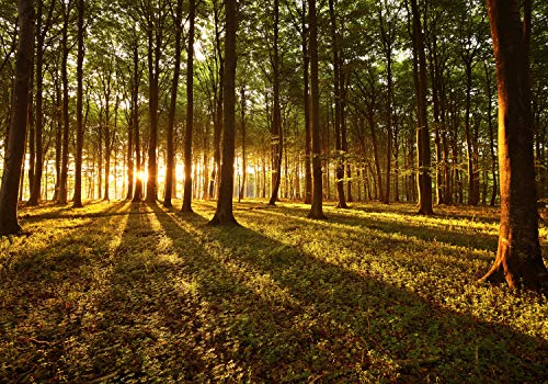decomonkey Premium Fototapete Wald Landschaft, 350x256 cm, XXL, Natur