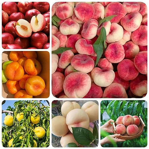 50 pcs Pfirsichbaum Winterhart Samen, Winterharte Stauden, Gartenpflanzen Plants, Sukkulenten Samen Bio Saatgut, Balkon Pflanze Bonsai Baum, Gewächshaus Exotische Pflanzen, Pflanzen