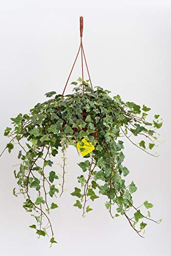 Plantì HEDERE BASKET Elegantissima. Edera Marginata, Pianta Rampicante Sempreverde a Crescita Lenta, Vera Edera Rampicante da Utilizzare per Giardino Esterno Diametro vaso 19 cm