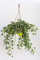 Plantì HEDERE BASKET Elegantissima. Edera Marginata, Pianta Rampicante Sempreverde a Crescita Lenta, Vera Edera Rampicante da Utilizzare per Giardino Esterno Diametro vaso 19 cm