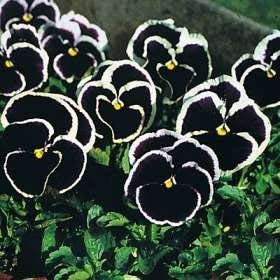 Giant Dark Purple Stiefmütterchen Samen - Viola x wittrockiana