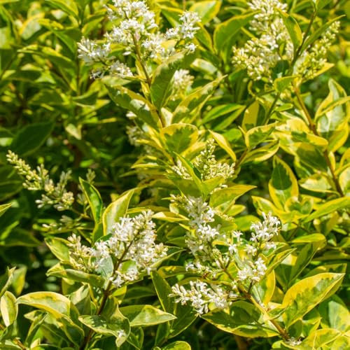 Hedge Golden Privet (Ligustrum Aureum) Vibrant Evergreen Foliage Easy to Grow Ideal for Sun or Shade 1x 10 Litre Pot by Thompson and Morgan