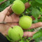 semi nani di albicocca, piante rare bonsai albero perenne resistente vaso di frutta fresca all'aperto resistenti per aiuole rialzate biologici 5pcs