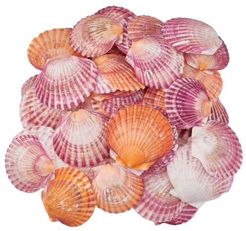 SUPERFINDINGS 500 g, alrededor de 68 piezas de conchas marinas naturales de 6 a 8 cm, conchas de playa y mar, coral claro, conchas marinas grandes para pared, hogar, peceras, decoración de océano