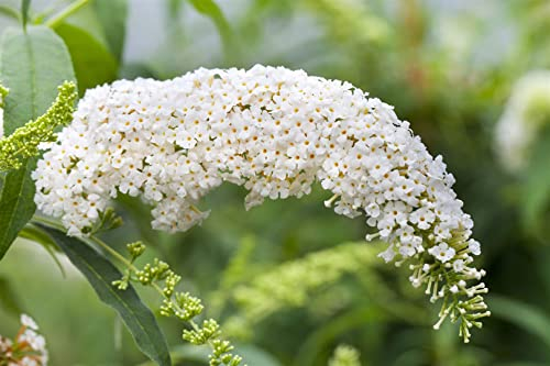 Schmetterlingsflieder Buddleja White Bouquet 40-60 cm winterhart