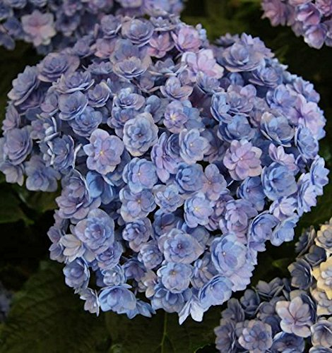 Bauernhortensie You&Me Together 30-40cm - Hydrangea macrophylla
