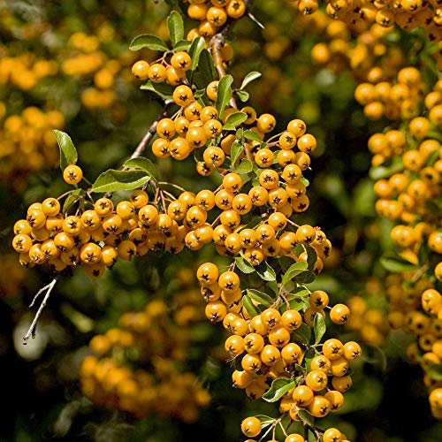 Potted Hardy Plant Pyracantha, Hardy Evergreen Shrub Firethorn with Yellow Autumn Berries for Gardens & Outdoors, 1 x Pyracantha Soleil d'Or Plant in a 2 Litre Pot by Thompson & Morgan