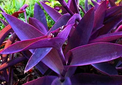 PLAT FIRM Germinazione dei semi: Tagli (3): Tradescantia pallida Purple Heart pianta Fiore viola Ebreo Errante 1-4 Talee