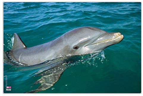 Veloflex 4651087 - Schreibunterlage Poster Delphin, 40 x 60 cm, rutschfest, 1 Stück