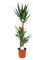 Yuca - 115-125cm - Ø24cm - Planta de interior - Hojas perennes