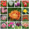 15 Pcs tulpen zwiebeln winterhart mehrjährig - tulpenzwiebeln - deko wohnzimmer bonsai blumen, (Tulipa gesneriana) stauden winterhart mehrjährig seltene pflanzen frühlingsblumen, winterharte