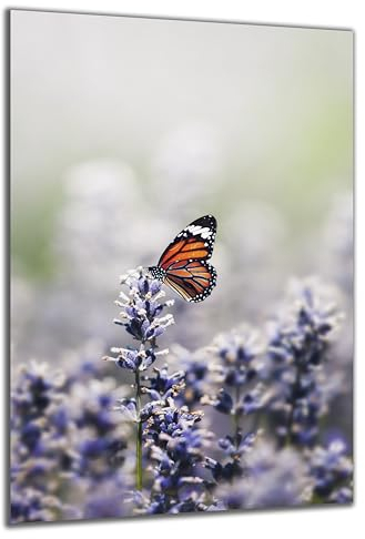 DARO Design - Wand-Bild auf 6mm HDF 70x50 cm Schmetterling Lavendel - Wand-Deko Bilder Geschenk