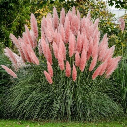 Semi di Pampas Rosa Mondonatura, Semi di Pampas Grass per Giardinaggio Domestico, Fiori e Alberi per Esterni, Facili da Coltivare, Di Lunga Durata