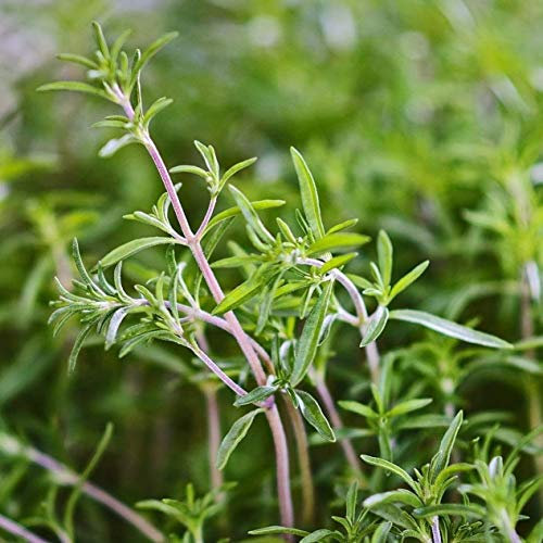 100 semi santoreggia un'erba annuelle perenne Cimelio Delizioso Sano Verdi