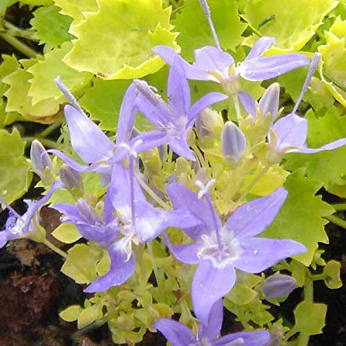 6 x Campanule garganica 'Dicksons Gold' - Campanula Garganica - Godet 9x9 cm, Feuillage Doré, Fleurs Bleues, Tolère le Soleil