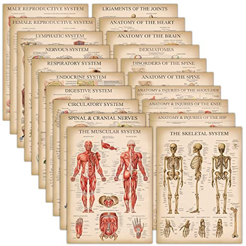 Vintage-Anatomie-Poster, laminiert, Muskel, Skeletal, Verdauung, Atemweg, Durchblutung, endokrine, Lymph, männlich und weiblich, nervös, Wirbelsäulennerven, anatomische Diagramme – 45,7 x 6 Stück 1 cm