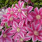 Clematis winterhart mehrjährig immergrün Kann auf Mauern, Sträucher und Zäune klettern-4knollen-D