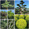 semi di ligustro sempreverde piante in vaso resistenti all'esterno ligustro piante da giardino resistenti perenni decorazione autunnale, piante da siepe pianta perenne resistente 330pcs