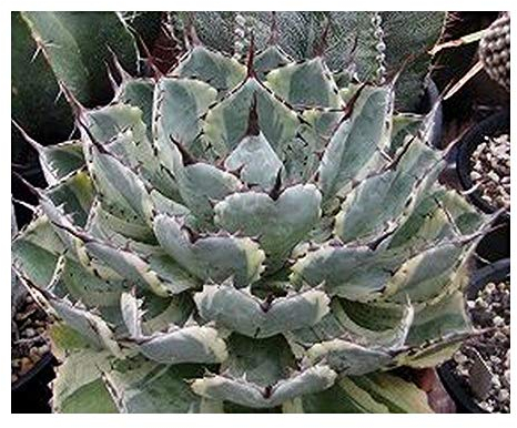 Agave potatorum - Schmetterling Agave - 50 Samen