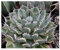 Agave potatorum - Schmetterling Agave - 50 Samen