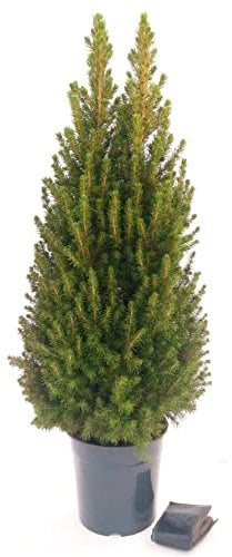 POWERS TO FLOWERS - PICEA GLAUCA CONICA, ALBERO DI NATALE, altezza 110cm, pianta vera