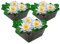 vdvelde.com - Weiße Seerose - 3 Pflanzen - Nymphaea Alba - - Kombi-Set- 3 Pflanzen- Platzierung: -10 bis -100 cm