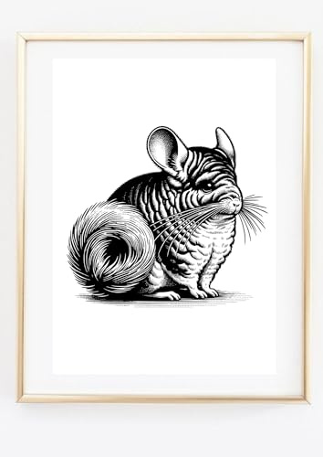 Din A4 Kunstdruck ohne Rahmen - Süßes Chinchilla - Wollmaus Nagetier Grafik - Bild Poster Druck geschenk