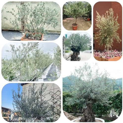 semi di ulivo comprare alberi - Piante rare - vaso per piante stelo resistente da balcone albero da giardino interno giardino vasi per resistenti in vaso albero di melograno semi ulivo 50pcs