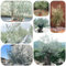 semi di ulivo comprare alberi - Piante rare - vaso per piante stelo resistente da balcone albero da giardino interno giardino vasi per resistenti in vaso albero di melograno semi ulivo 50pcs