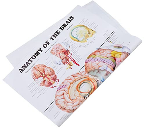 POPETPOP Human Anatomy Poster Skelett Anatomie Poster Medizinisches Plakat Für Lehrzwecke Lernmaterial Für Schule Und Labor Ohne Rahmen Hochwertige Druckqualität