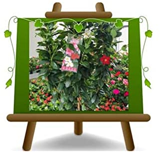 EURO PLANTS VIVAI Dipladenia Mandevilla o Sundaville ROSSO Pianta Ornamentale Vaso 14 cm