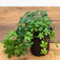 Semi di pianta di Parthenocissus verdi 30 pezzi