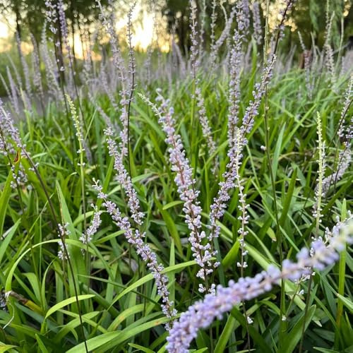 Liriope muscari - winterhart topfpflanzen hochbeet ziergräser winterhart draußen bodendecker wildblumensamen blumensamen 30samen