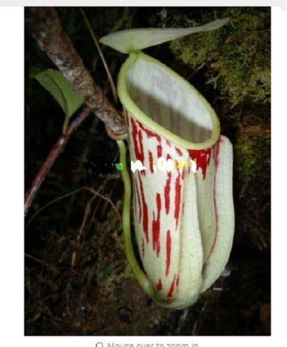 25 Weiß Rot-Krug-Pflanze Fleisch fressende Blumensamen Flytrap Bug Essen Exotisch