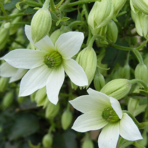 Thompson & Morgan Hardy Clematis 'Michiko' Perennial Flowering Climber, Ideal for Ground Cover & Rockeries, Alpine, Wildlife & Low Maintenance Gardens (1 x 3 Litre Pot)