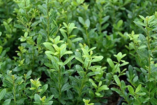 10 x Ilex crenata 'Caroline Upright' (Buchsbaum Ersatz/Immergrün/Winterhart/Mehrjährig) Japanische Stechpalme - Der elegante Hauch von Fernost - Top für Hecken - von Stauden Gänge