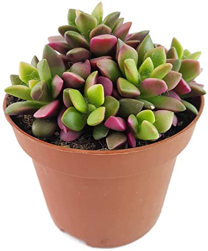 Fangblatt - Anacampseros Sunrise - bunte Sukkulente in regenbogenfarben - pflegeleichte Zimmerpflanze - seltenes Dickblatt